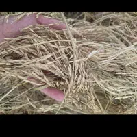 خرید جو وشلتوک هاشمی