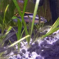 ماهی کربنسیس