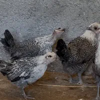 مرغ گلین لری(محلی)