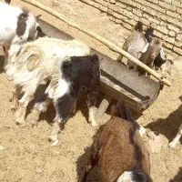 کهره|حیوانات مزرعه|ارسنجان, |دیوار