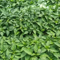 حراج و پخش انواع نشا تضمینی فقط ۱۳۰ تومن