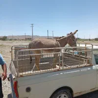 سلام الاغ بدون رنگ شاسی...،گیاه سوزمدل ۲۰۲۳