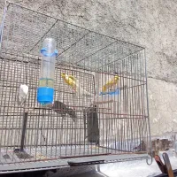 سلام عشق بازان قناری|پرنده|ایلام, |دیوار