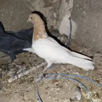 کفتر ماده|پرنده|کرمان, |دیوار