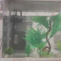 اکواریم شیشه  خم