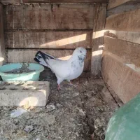 کله سبز|پرنده|یزد, |دیوار