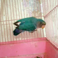 کوتوله برزیلی فیشر آبی نر + عروس لوتینو