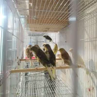 قناری و سره|پرنده|رشت, قاسمیه|دیوار