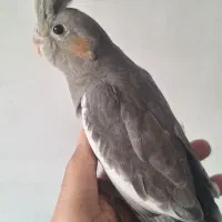 عروس هلندی نر بالغ سخنگو و سه عدد جوجه تازه دونخور|پرنده|کرج, المهدی|دیوار