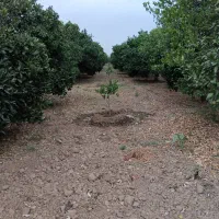 باغبان