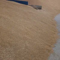 گندم بذری  برای کاشت دیم بهترین رقم ها|خدمات باغبانی و درختکاری|سراجو, |دیوار