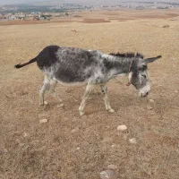خرماده