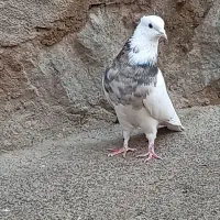 کبوتر