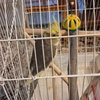 عروس هلندی نر سر حال با قفس