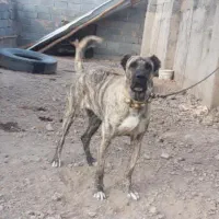 ماده خراسانی