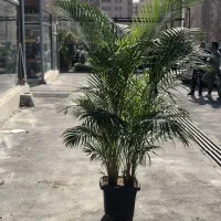 اریکا