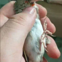 سهره ( دستک )|پرنده|لاهیجان, کوی خزر|دیوار