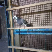 سلام کبوتر پرشی و یاهو|پرنده|قم, مسجد امام حسن|دیوار