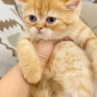 گربه|گربه|تبریز, |دیوار
