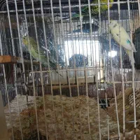 دو جفت مرغ عشق با جوجه فروشی قیمت۱۲۰۰بدون قفس