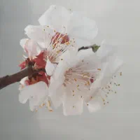 خط تلفن همراه 0912.10.20.838