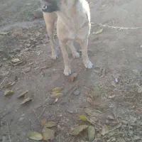 توله سرابی|سگ|قره قوین, |دیوار