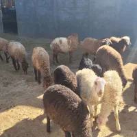 بره ماده|حیوانات مزرعه|کرمانشاه, |دیوار