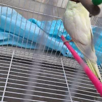 جفت عروس هلندی نروماده درشت