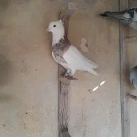 کبوتر بهبهانی