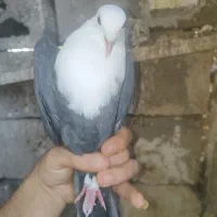 کبوتر کله سفید ماده جوان سالم سالم به شرط تخم وبچ|پرنده|گتوند, |دیوار