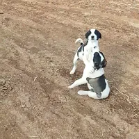 چهارتا توله سگ