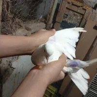 سه. عدد. کفتر|پرنده|چالوس, |دیوار