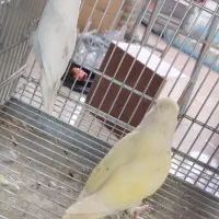 جفت کوتوله و عروس هلندی|پرنده|بیرجند, |دیوار