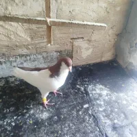 چپ سرخ نر مست