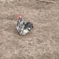 مرغ خروس اع کوشین