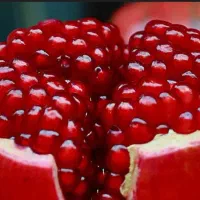 100 تن انار درجه یک صادراتی دون مشکی|عمده‌فروشی|شیراز, قصرالدشت|دیوار