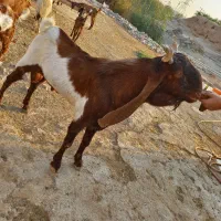 پازن اصل پاکستانی امیدیه|حیوانات مزرعه|امیدیه, |دیوار