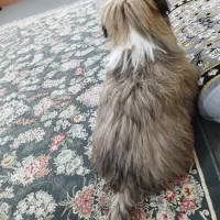 واگذاری سگ شیتزو|سگ|دزفول, |دیوار