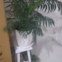 گل اسپاتی فیلوم و شامادورا
