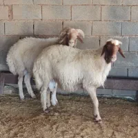 ورن قوچ|حیوانات مزرعه|مهران (ایلام), |دیوار