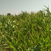 فروش ذرت سبز