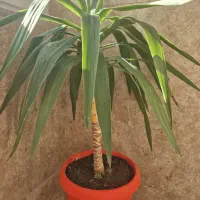 یوکا|گل و گیاه طبیعی|اردبیل, |دیوار