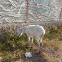 خر ماده گله ی فروشی