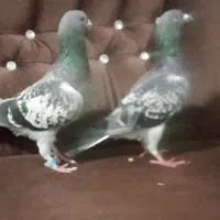 کفتر سبز مگسی