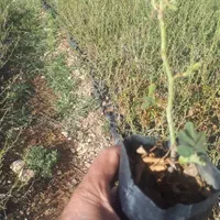 فروش نهال گل محمدی گلدون کاشان اردهال حسنارود|خدمات باغبانی و درختکاری|کاشان, استرک|دیوار