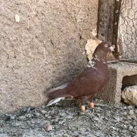 سرخ دم سفید دس اولی|پرنده|شیراز, ارم|دیوار