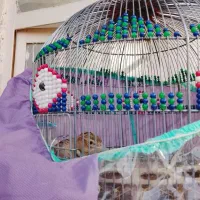 سهره خاکی|پرنده|خورموج, |دیوار