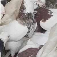 کبوتر طوقی|پرنده|بافق, |دیوار