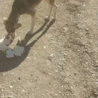 تازی۹ماهه|سگ|سارال, |دیوار