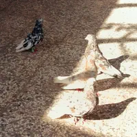 کبوتر شکلاتی دمسفید